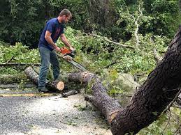 How Our Tree Care Process Works  in  Church Hill, MD