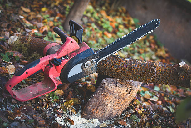 Tree and Shrub Care in Church Hill, MD